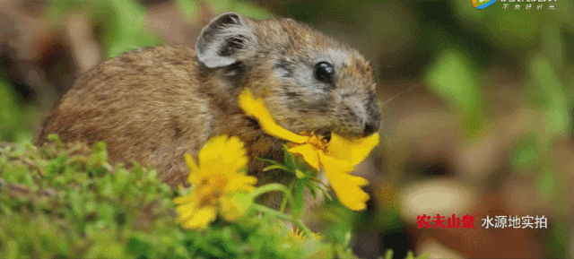 农夫山泉定位策略_农夫山泉定位目标市场_农夫山泉的市场定位与钟睒睒的思考