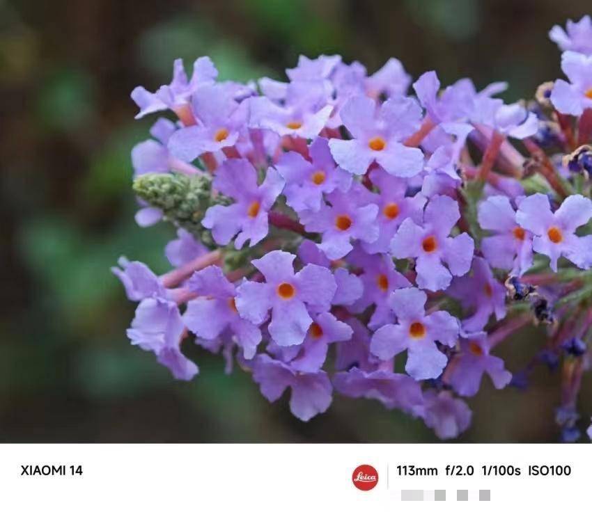 小米的细节_小米注重细节手机有哪些_小米14：一款注重细节的手机