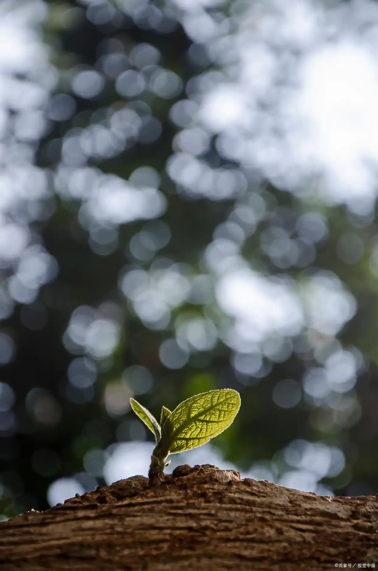 面对压力：我应对挑战的方法_如何面对挑战和压力_面对压力挑战的策略