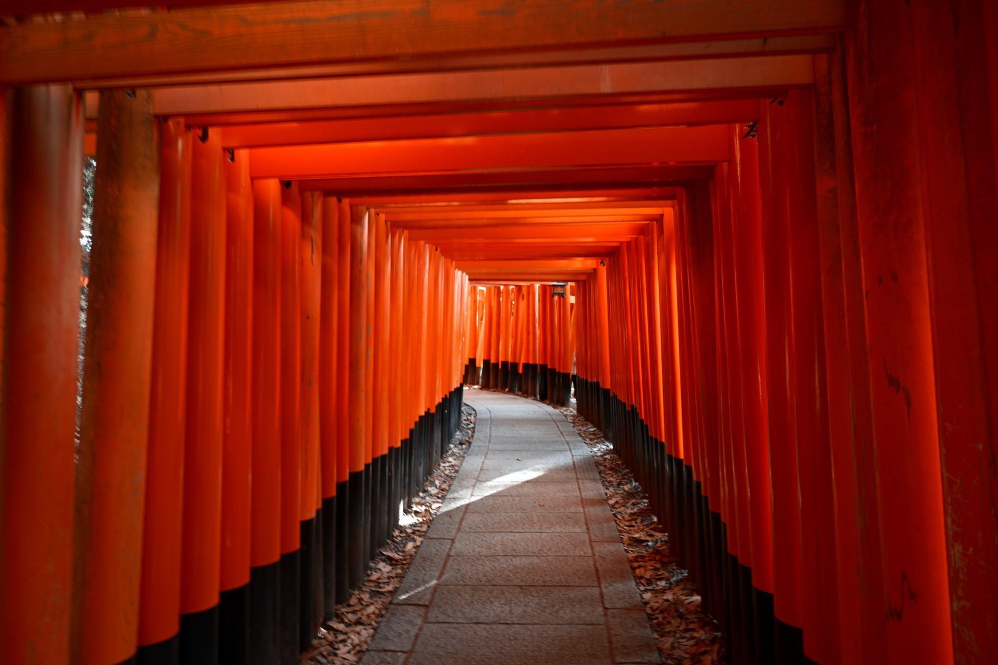 尼康Z50II：开启你的创意摄影之旅